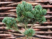 Pinus parviflora 'Hagaromo '