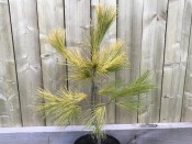 Pinus strobus 'Louie'
