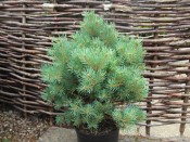 Pinus sylvestris 'Lodge Hill'