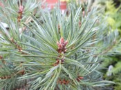 Pinus sylvestris 'Westonbirt'