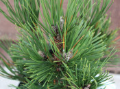 Pinus leucodermis 'Pirin'