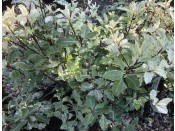 Pittosporum tenuifolium 'Irene Patterson'