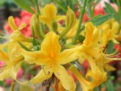 Rhododendron luteum (formerly Rhododendron pontica)