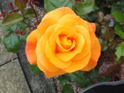 Rosa floribunda Precious Amber 'Noa77800' (standard)