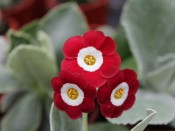 Primula auricula 'Simply Red'