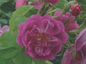 Rosa 'Purple Skyliner'