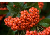 Pyracantha gibbsii 'Mohave'