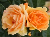 Rosa floribunda Queen Bee 'Tan04603'