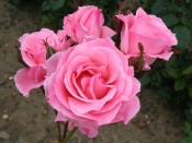 Rosa floribunda 'Queen Elizabeth'