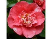 Camellia japonica 'R. L. Wheeler'
