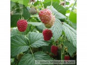 Raspberry 'Tulameen' (10 Canes)