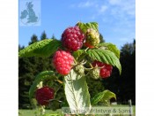 Raspberry 'Autumn Bliss' (10 Canes)