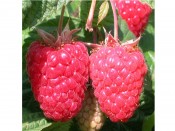 Raspberry 'Cascade Delight' (10 Canes)