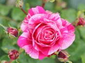 Rosa 'Raspberry Cream Twirl'