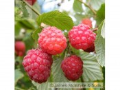 Raspberry 'Glen Ample' (10 Canes)