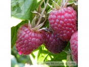 Raspberry 'Polka' (10 Canes)