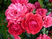 Rosa Raspberry Royale 'Peaclo' (Patio Standard)