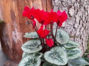 Cyclamen Metis red shades