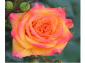 Rosa floribunda 'Redova' (Poulcy030)