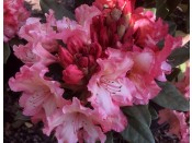 Rhododendron 'Firerim'