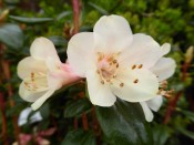 Rhododendron 'Barnaby Sunset'