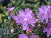 Rhododendron fastigiatum 'Blue Steel'