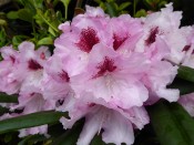 Rhododendron 'Flanagan's Daughter'