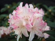 Rhododendron 'Ginny Gee' 5L