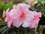 Rhododendron 'Hansel'
