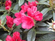 Rhododendron 'Mayor Johnson'