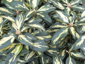 Rhododendron 'Molten Gold'