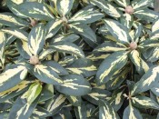 Rhododendron 'Molten Gold' (7.5Litre)