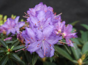 Rhododendron 'Night Sky'