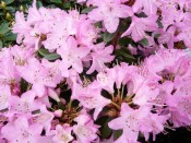 Rhododendron 'Pintail'