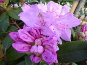 Rhododendron 'Sleepy'