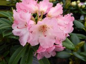 Rhododendron 'Surrey Heath'