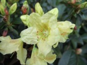 Rhododendron 'Swift'