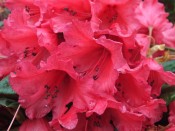 Rhododendron 'Titian Beauty'