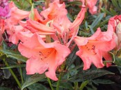 Rhododendron 'Tortoiseshell Wonder'