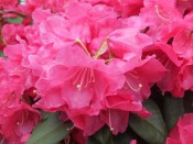 Rhododendron 'Willbrit'