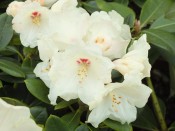 Rhododendron 'Flava'