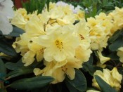 Rhododendron 'Golden Wedding'