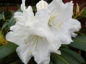 Rhododendron 'Yaku Incense'