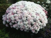 Rhododendron yakushimanum yakushimanum