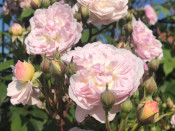 Rosa rambling Romantic Siluetta® (Korsilu09)