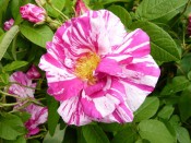 Rosa gallica 'Versicolour'