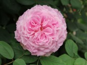 Rosa 'James Galway' Climbing (Auscrystal)