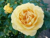 Rosa floribunda Absolutely Fabulous ('Wekvossutono')