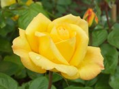 Rosa floribunda 'Arthur Bell' (syn. Golden Bouquet)