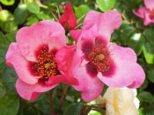 Rosa floribunda Bright as a Button 'Chewsumsigns'